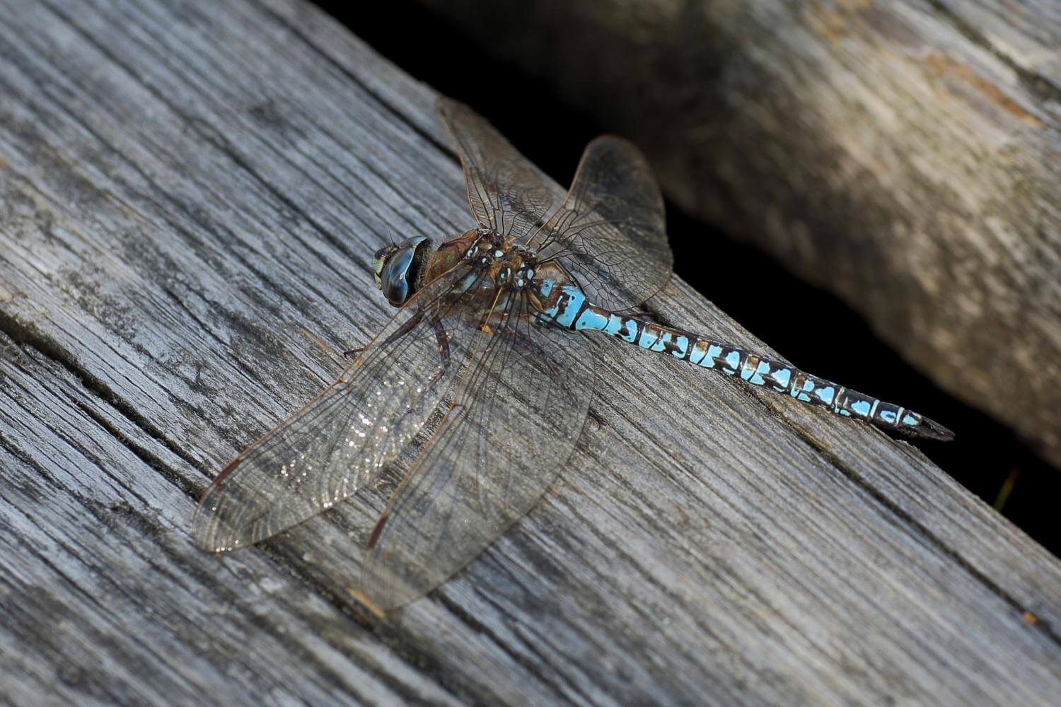 Male Aeshna caerulea by Erland Refling Nielsen